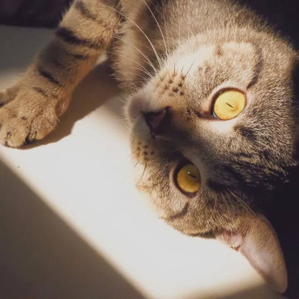 Meet your Posher, Linh